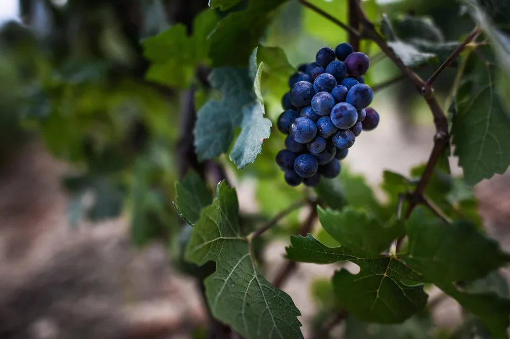 influence-lune-vin