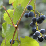 vin-vignes-sauvages