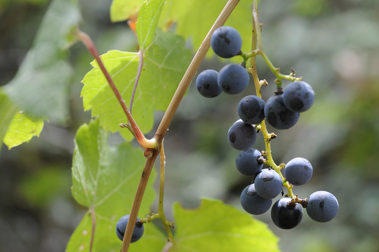 vin-vignes-sauvages
